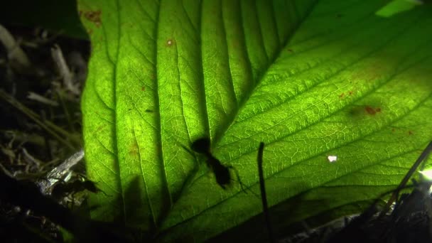 Ameisenkolonie auf künstlich beleuchtetem Blatt - Filmmaterial, Video