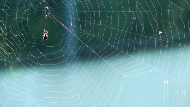 Zobacz Zwierzęta Macro pająk - Materiał filmowy, wideo