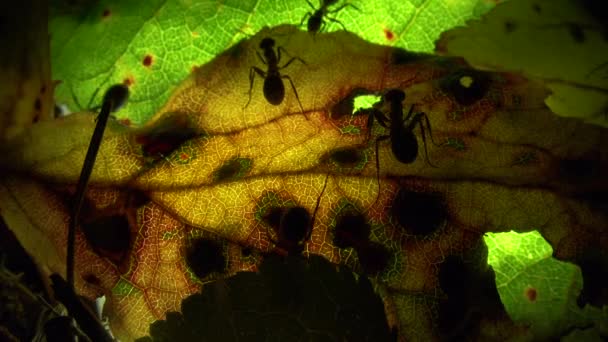 Ameisenkolonie auf künstlich beleuchtetem Blatt - Filmmaterial, Video