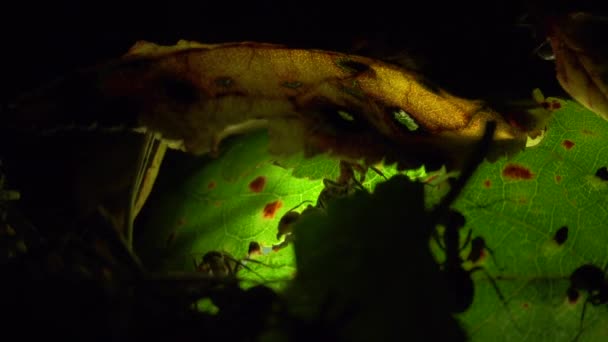 Ants colony on an artificially illuminated leaf - Footage, Video
