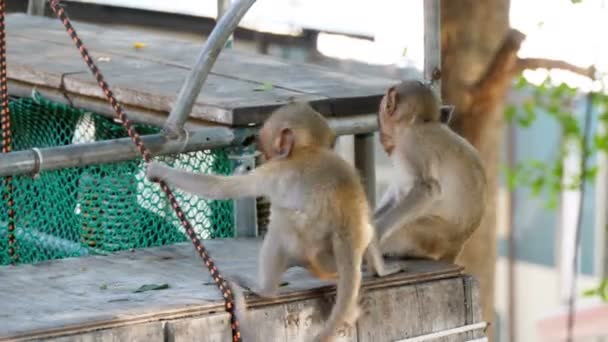 Two little monkeys are sitting and playing near the road in the national park. Thailand - Video