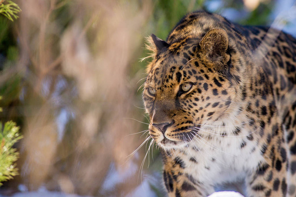 дальневосточный леопард зимой хищник опасное животное.
 - Фото, изображение