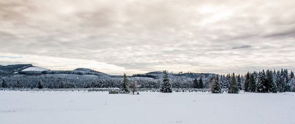 Snowy landscape field with a treeline - Φωτογραφία, εικόνα