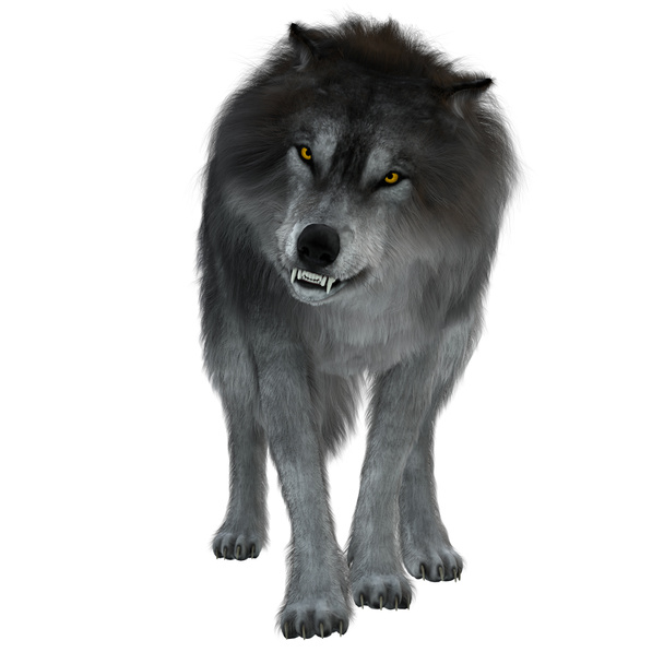 böser Wolf auf weißem Grund - Foto, Bild
