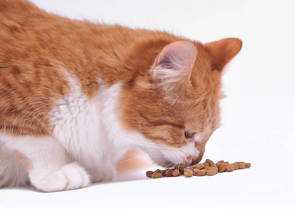 Cat eats dry food. - Photo, Image