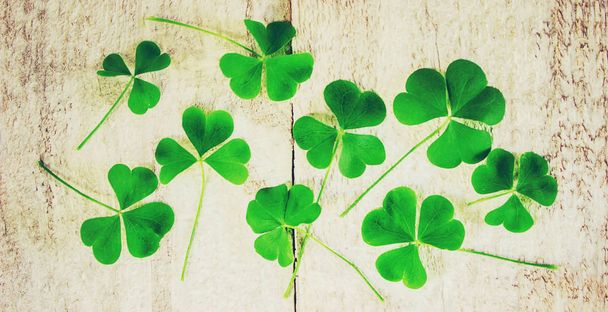 Clover leaf. Happy St. Patrick's Day. Selectieve aandacht.  - Foto, afbeelding