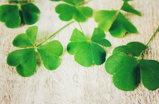 Clover leaf. Happy St. Patrick's Day. Selective focus.  - Photo, Image