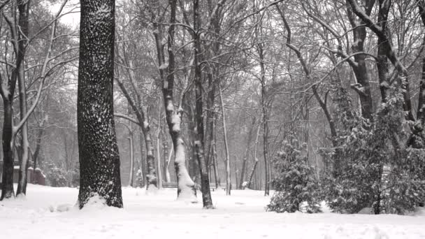 Yavaş çekimde bir kış parkta yağan kar - Video, Çekim