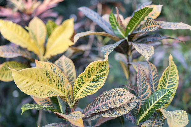 Croton with large yellow-green leaves - Photo, Image