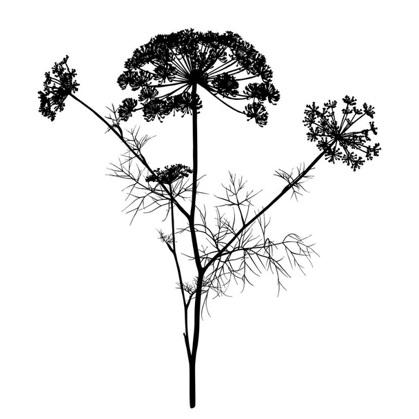 Dill silhouette isolated on white. - Вектор,изображение