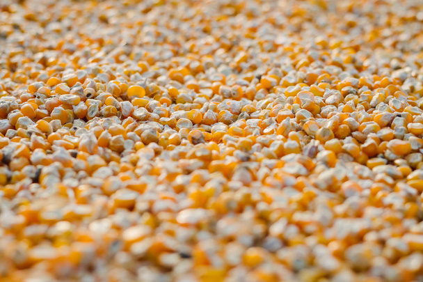 黄色のトウモロコシ種子の杭のクローズ アップ - 写真・画像