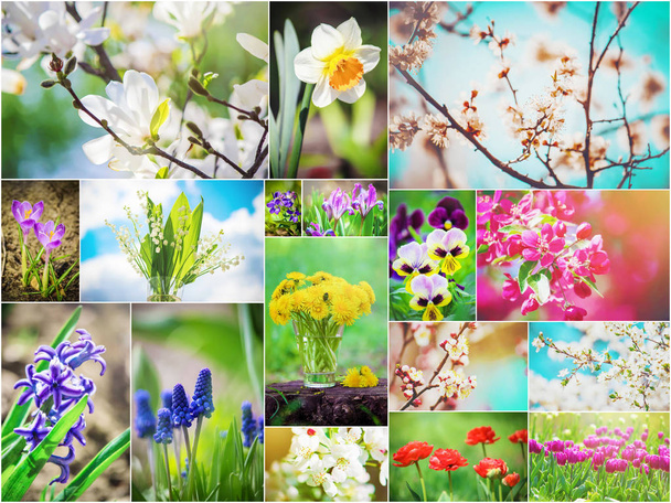 Molte immagini di fiori. Collage. Focus selettivo
 - Foto, immagini