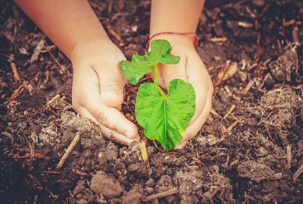 caring for a new life. Watering young plants. The child's hands. Selective focus.  - Photo, Image