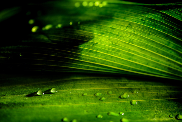 close-up view of green floral background with rain drops - Photo, Image