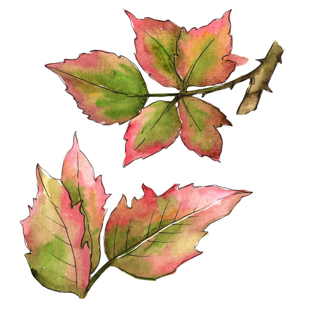 Blackberry leaves in a watercolor style isolated. - Foto, imagen