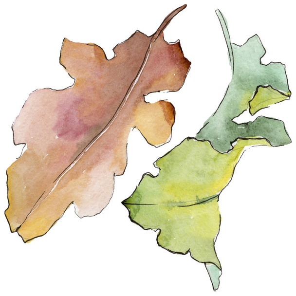 Oak leaves in a watercolor style isolated. - Photo, Image