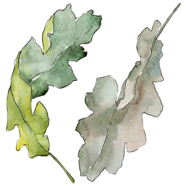 Δρύινα φύλλα σε στυλ υδροχρώματος απομονωμένες. - Φωτογραφία, εικόνα