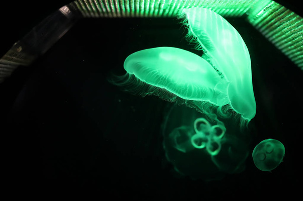 Multicolored jellyfish swim under water - Φωτογραφία, εικόνα