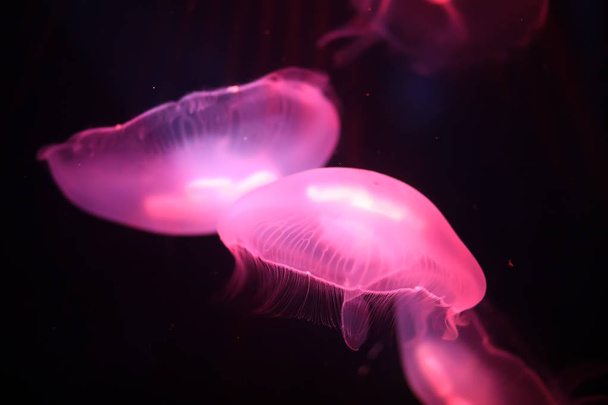 Multicolored jellyfish swim under water - Foto, afbeelding