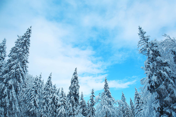 Beautiful snowy forest on winter day - Фото, изображение