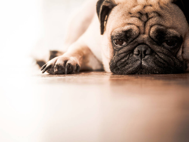 Close up of cute pug dog lying down on wooden floor at home. - Foto, Bild