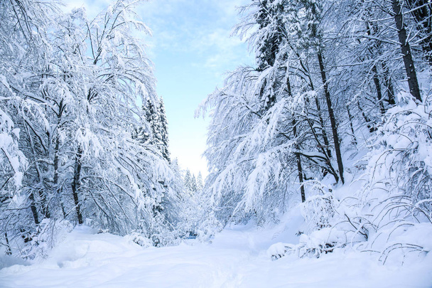 Beautiful snowy forest landscape on winter day - Foto, Bild