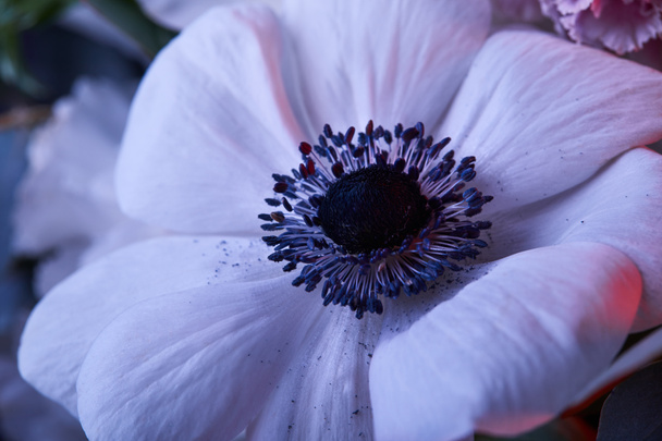 крупним планом біла квітка анемони з тичинками
 - Фото, зображення
