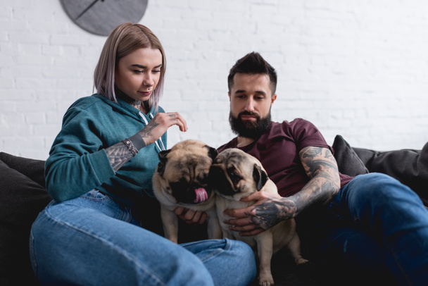 tattooed couple sitting on sofa with two pug dogs at home - Φωτογραφία, εικόνα