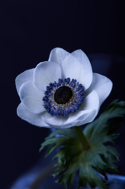 yksi valkoinen anemoni kukka vihreät lehdet eristetty musta
 - Valokuva, kuva