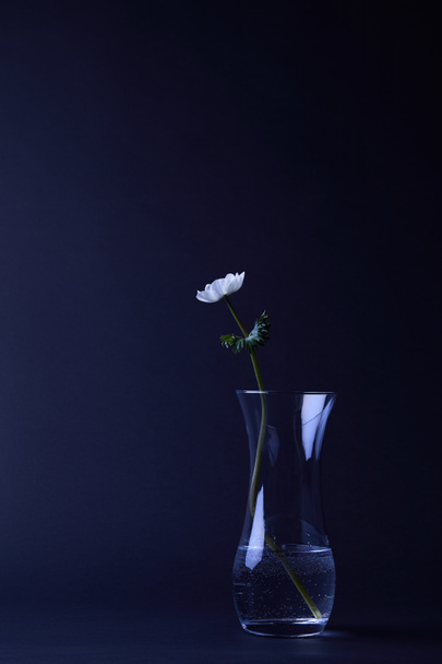 flor de anêmona branca com folhas verdes em vaso isolado em preto
 - Foto, Imagem