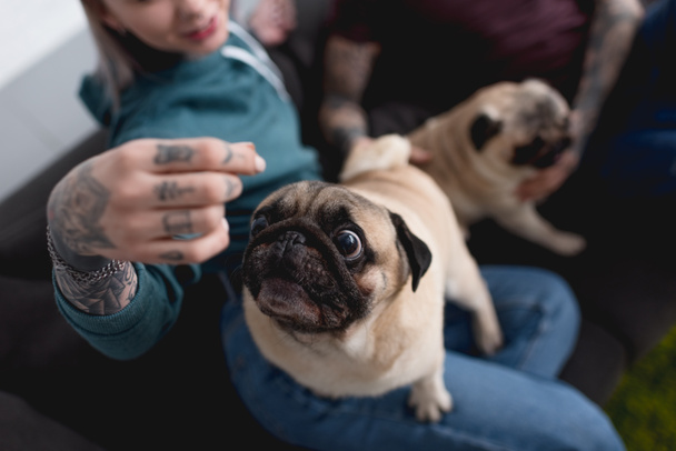 imagen recortada de pareja tatuada con perros pug divertido en casa
 - Foto, imagen