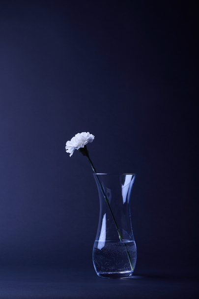 one white carnation flower in reflecting vase with water on dark - Photo, Image