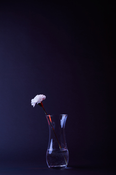 uma flor de cravo branco em vaso com água isolada em preto
 - Foto, Imagem