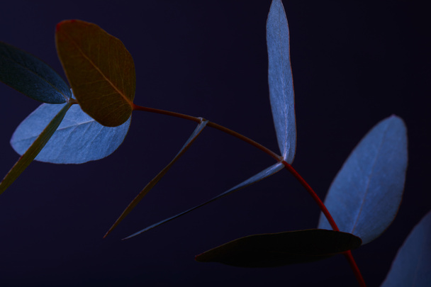 schöne Eukalyptusblätter auf Zweigen auf dunklem - Foto, Bild