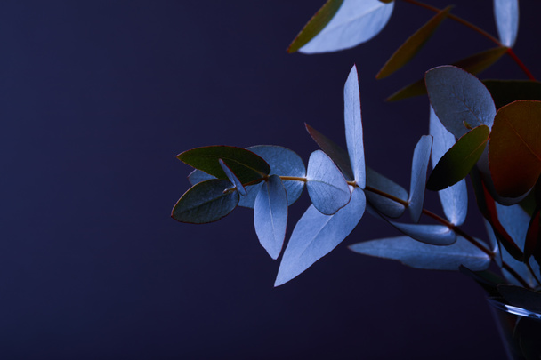 eucalyptus leaves on twigs in vase on dark - Foto, afbeelding