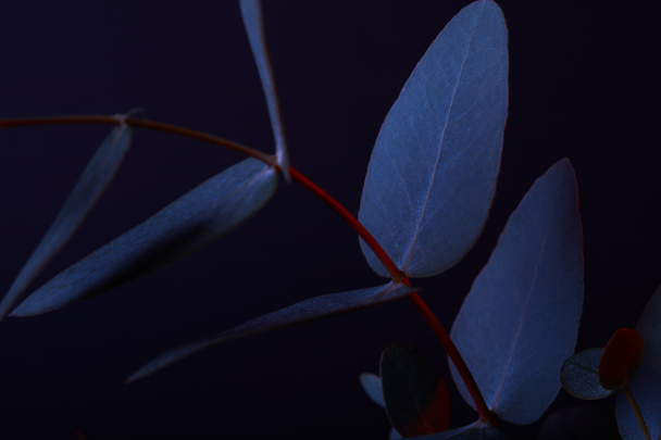 Eukalyptusblätter auf rotem Zweig auf dunklem - Foto, Bild