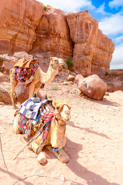 δύο καμήλες στην έρημο, Wadi Ram Ιορδανία - Φωτογραφία, εικόνα