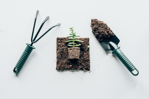 top view of beautiful green plant in ground and gardening tools on grey - Photo, Image