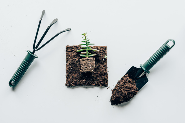 Draufsicht auf schöne grüne Pflanze im Boden und Gartengeräte auf grau - Foto, Bild