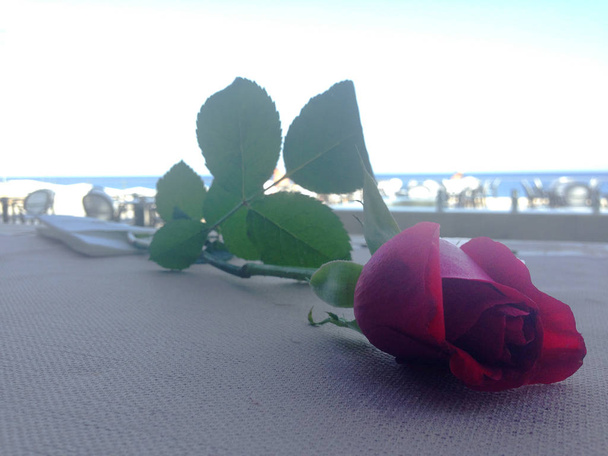 Rudá růže leží na pozadí moře - Fotografie, Obrázek