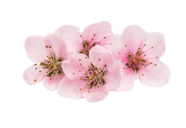 sakura flores isoladas
 - Foto, Imagem