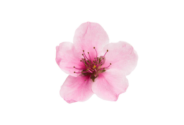 Sakura virágokat elszigetelt - Fotó, kép