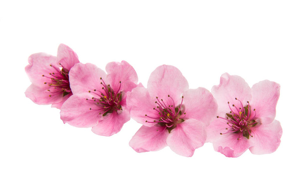 Sakura-Blüten isoliert - Foto, Bild