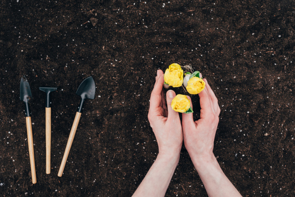 地面に土と小さなガーデニング ツールの美しい緑花を植える人間の手のショットをトリミング   - 写真・画像