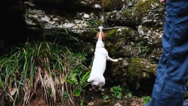 lustiger kleiner Hund Jack Russell Terrier, der Zähne an einem Stock hängend, der Hund wird mit einem großen Stock gespielt, 4k. - Filmmaterial, Video