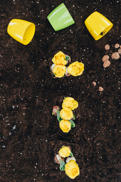 top view of beautiful yellow flowers growing in soil and flower pots on ground - Photo, Image