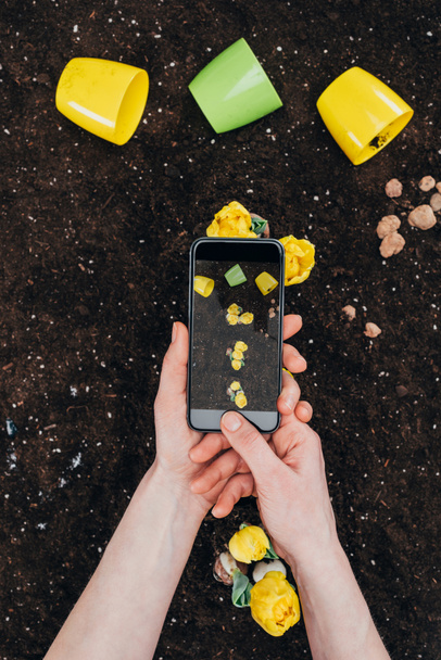 cropped shot of person with smartphone photographing beautiful yellow flowers in soil  - Photo, Image