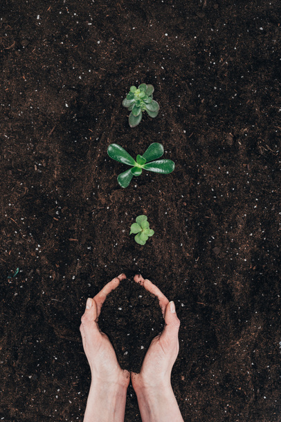 cropped shot of person holding soil and beautiful green plants growing in ground - Photo, Image