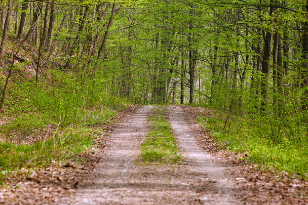 Rural road and trail in beech forest at spring - Photo, image