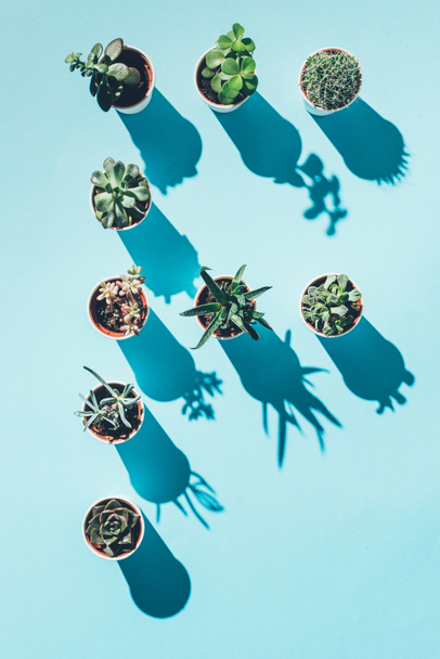 top view of letter F made from green potted plants on blue - Фото, изображение